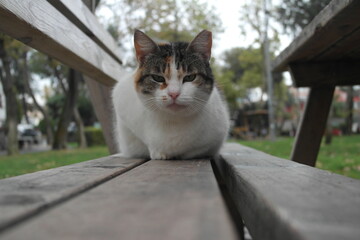 cat on the fence and thinking