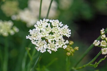 Narrow-leaved water-dropwort, Oenanthe silaifolia