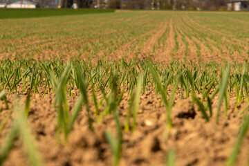 Field with green small wheat plants