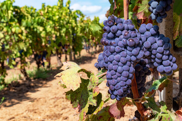 Close up bunch of grapes ready for harvest. Harvest period concept. Rows of vineyard on a beautiful...
