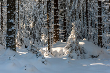Fototapeta premium Wald Panorama im Winter