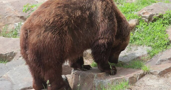 Eurasian Brown Bear in captivity