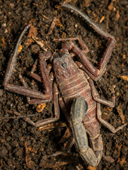 scorpion on the ground, tityus, Buthidae