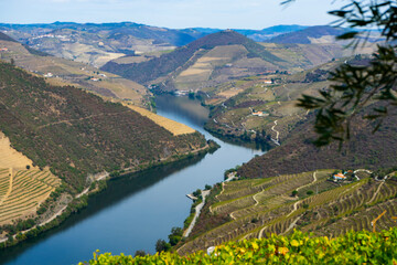 Viewpoint view of terraced vineyards at romantic  in Douro valley near Pinhao village, heritage of humanity - obrazy, fototapety, plakaty