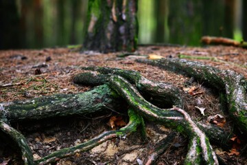 Big roots of an old pine tree in a deep forest