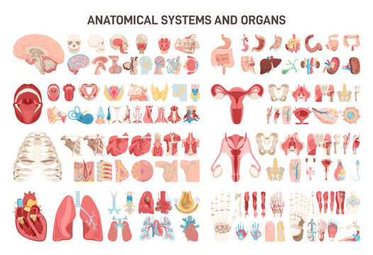 Human body different anatomical systems organs and structures.