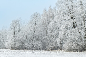 Beautiful winter day with trees covered with hoarfrost