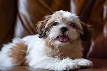 Puppy shih tzu dog lying on sofa
