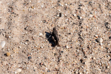 close-up of a brown grasshopper on the sand on a sunny summer day