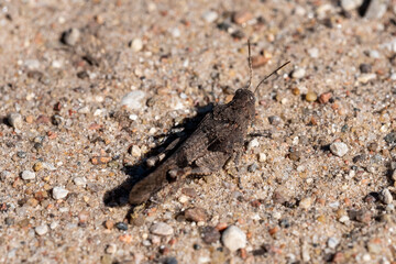 close-up of a brown grasshopper on the sand on a sunny summer day