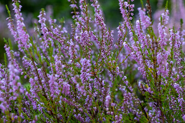 Obraz premium background of beautiful blooming purple heather close-up. Beautiful flower macro background. Purple floral background and place for your text.