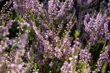 background of beautiful blooming purple heather close-up. Beautiful flower macro background. Purple floral background and place for your text.