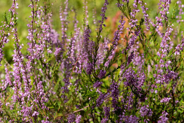 background of beautiful blooming purple heather close-up. Beautiful flower macro background. Purple floral background and place for your text.