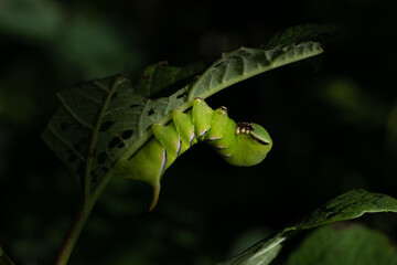 sunlit bright green butterfly caterpillar on a leaf on a tree branch on a sunny summer day with dark shadows. beautiful nature background. Place for your text