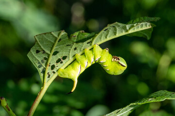 sunlit bright green butterfly caterpillar on a leaf on a tree branch on a sunny summer day with dark shadows. beautiful nature background. Place for your text