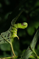 sunlit bright green butterfly caterpillar on a leaf on a tree branch on a sunny summer day with dark shadows. beautiful nature background. Place for your text