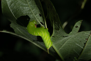 sunlit bright green butterfly caterpillar on a leaf on a tree branch on a sunny summer day with dark shadows. beautiful nature background. Place for your text
