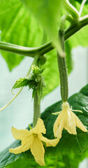 Cucumber farm greenhouse. Growing cucumbers in a greenhouse - 533502569