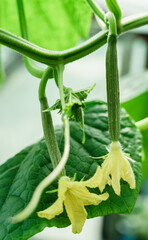 Cucumber farm greenhouse. Growing cucumbers in a greenhouse - 533502757