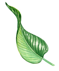 Watercolor hand drawn green leaf of a tropical plant.