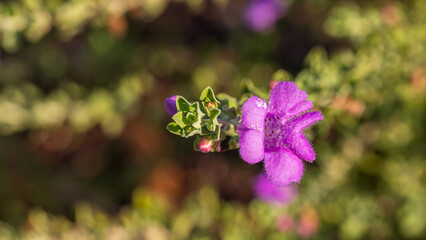Macro photo of a pink flower of the sage