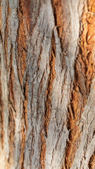 Obraz premium Gray and brown bark background