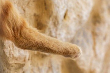 Bright ginger cats paw