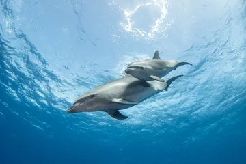 Badkamer foto achterwand Bottlenose dolphin © Tropicalens