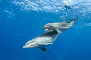Raamstickers Bottlenose dolphin © Tropicalens