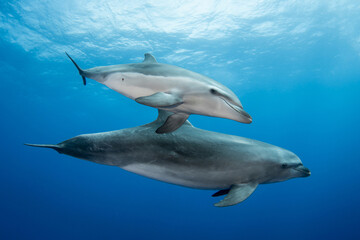 Bottlenose dolphin