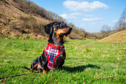 Nigel The Dachshund Poses At Devils Dyke In East Sussex