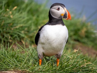 Atlantic Puffin closeup, Borgarfjörður eystri, Eastern Iceland