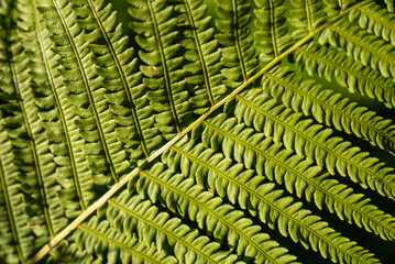 green plant texture closeup