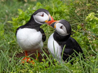 Atlantic Puffin breeding couple perform their ritual greeting 