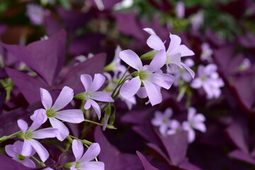 violet oxalis