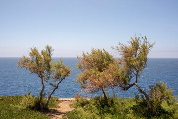 Fototapeta na wymiar Tree on the shore