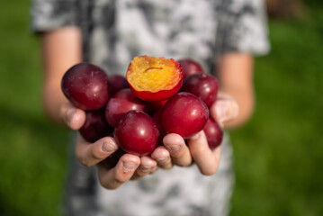 plums in the hands of child close-up. vegetable harvest concept