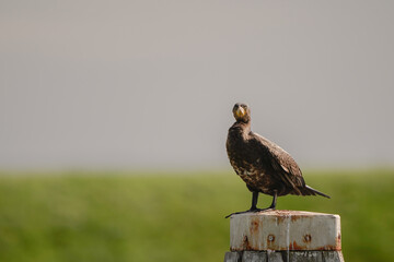 A Cormorant (Phalacrocorax carbo)  standing on a pole