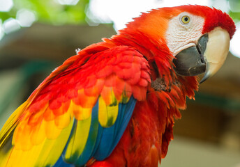 red, blue and yellow macaw, Ara macao