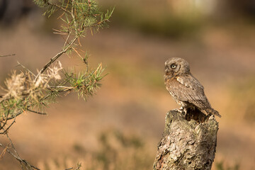 male Eurasian scops owl (Otus scops) nice portrait