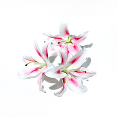 Tropical flowers, creative floral arrangement on white background. Nature's beauty inspired. 