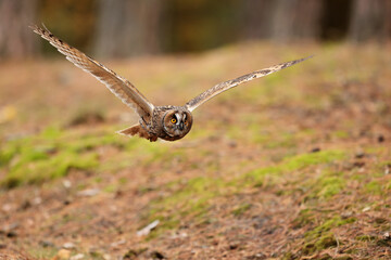 male great gray owl (Strix nebulosa) flying through the forest