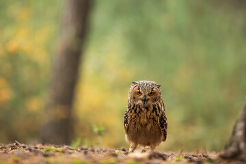 male great gray owl (Strix nebulosa) portrait in the forest in autumn