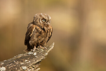 male Eurasian scops owl (Otus scops) beautiful portrait