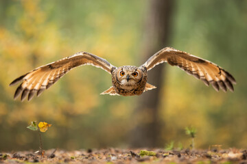male great gray owl (Strix nebulosa) close up in flight - Powered by Adobe