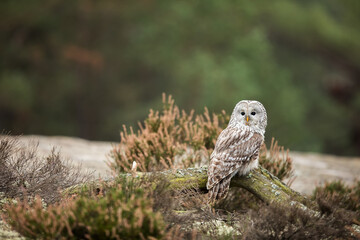 male Ural owl (Strix uralensis) is in the heather on the rock