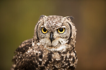 female African spotted eagle-owl (Bubo africanus) very close up