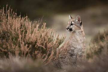 young Cougar (Puma concolor) mountain lion Hides in the heather