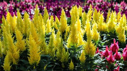 Fototapeta na wymiar Celosia argentea plimosa, Woolflower or cockscomb. Flowers for gardens, parks, terraces