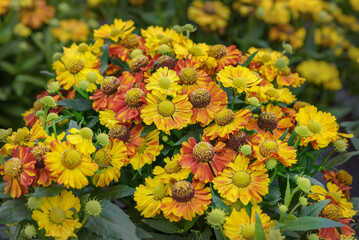 Helenium autumnale, sneezeweed, yellow or orange flowers